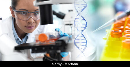 MODEL RELEASED. Laboratory researcher using a light microscope to examine stem cells in a culture jar. At right are a pipette, samples and DNA (deoxyribonucleic acid) helix to illustrate genetic editing and research. Stock Photo