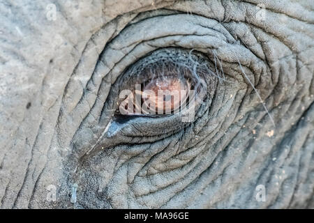 Detail close-up of the eye of an Asian or Asiatic Elephant, Elephas maximus, Bandhavgarh National Park, Madhya Pradesh, India