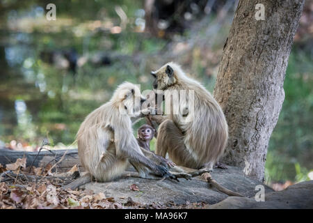 Family of wild Gray Langurs or Hanuman Langurs, Semnopithecus, with little baby looking up with love, Bandhavgarh National Park, Madhya Pradesh, India Stock Photo