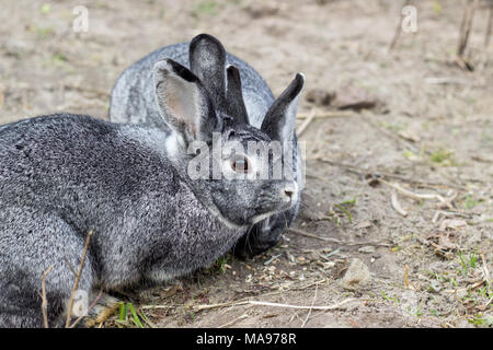 two cute, gray rabbits are sitting in the garden and eating grass Stock Photo