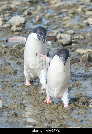Adelie Penguins walk along beach Stock Photo