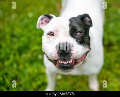 A happy black and white Staffordshire Bull Terrier dog Stock Photo