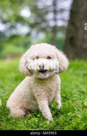 A cute Miniature Poodle dog outdoors Stock Photo