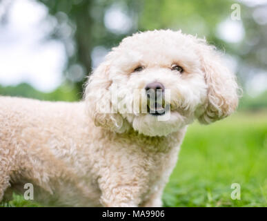 A cute Miniature Poodle dog outdoors Stock Photo