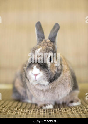 A Dwarf Rabbit with agouti markings Stock Photo - Alamy