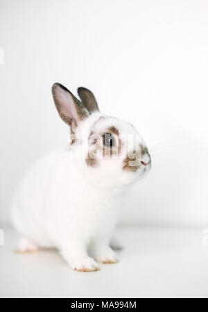 A cute young Dwarf rabbit on a white background Stock Photo