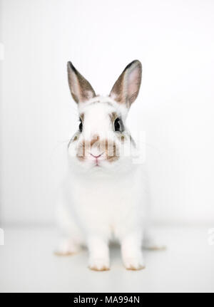 A cute young Dwarf rabbit on a white background Stock Photo