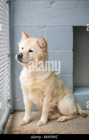 A homeless dog in an animal shelter Stock Photo