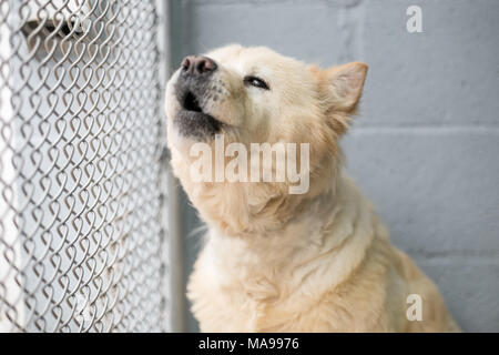 A sad homeless dog howling in an animal shelter Stock Photo