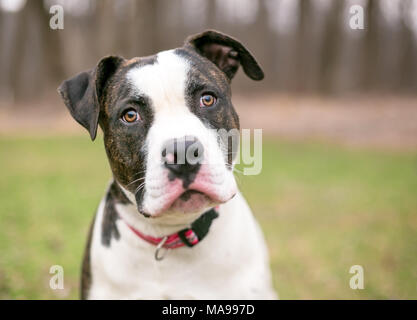 A brindle and white American Bulldog mixed breed dog relaxing in the ...