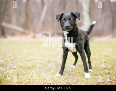 A Retriever mixed breed puppy outdoors Stock Photo