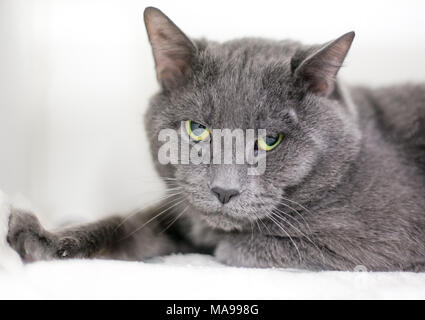 A gray domestic shorthair cat with a grumpy expression Stock Photo