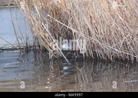 tachybaptus ruficollis, In uk a Little Grebe, the bird is nesting within view of a Public road at Oare Marsh reserve in Kent, also know as a Dabchick. Stock Photo