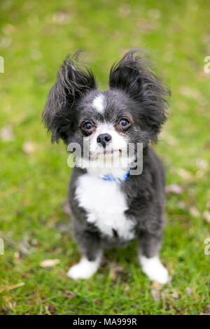 A Long-haired Chihuahua mixed breed dog with fluffy ears Stock Photo