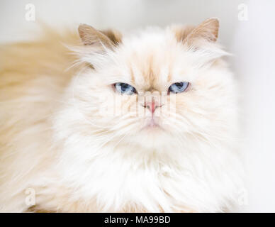 A flame point Persian cat with a grumpy expression Stock Photo