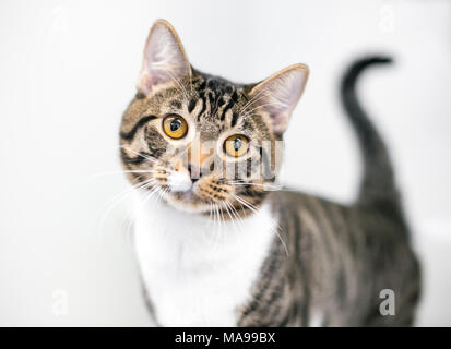 Cute friendly golden cat looking upwards Stock Photo - Alamy