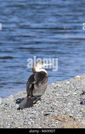 Phalacrocorax varius varius, Pied Shag juvenile bird, resting at Birding Flat in New Zealand. Stock Photo