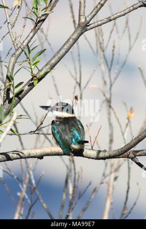 Todiramphus sanctus vagans, sacred Kingfisher, perched on a tree branch, taken in New Zealand Stock Photo