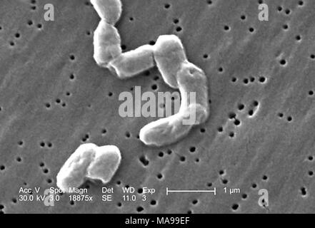 Rod-shaped Gram-negative Salmonella infantis bacteria revealed in the scanning electron microscopic (SEM) image, 2005. Image courtesy Centers for Disease Control (CDC) / Janice Haney Carr. () Stock Photo