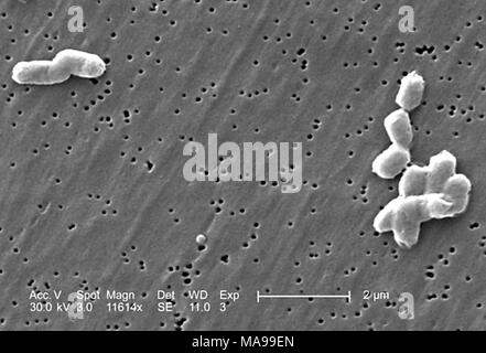 Rod-shaped Gram-negative Salmonella infantis bacteria revealed in the scanning electron microscopic (SEM) image, 2005. Image courtesy Centers for Disease Control (CDC) / Janice Haney Carr. () Stock Photo