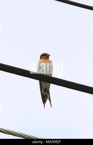Hirundo neoxena, Welcome Swallow found in New Zealand having arrived from Australia in te 1950's Stock Photo