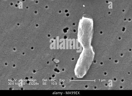 Two rod-shaped Gram-negative Salmonella infantis bacteria revealed in the scanning electron microscopic (SEM) image, 2005. Image courtesy Centers for Disease Control (CDC) / Janice Haney Carr. () Stock Photo