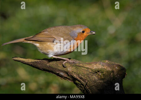 Close up image of a European Robin Redbreast on a branch against a green bokeh background