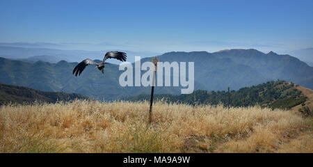 California Condor Release at Hopper Mountain NWR Near Los Padres. Condor #628 is released on June 25, 2014. Stock Photo