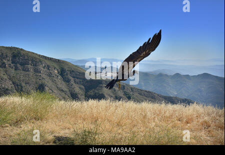 California Condor Released at Hopper Mountain NWR. California Condor #628 heads for home after being released by supervisory wildlife biologist Joseph Brandt, , and Beth Pratt, of the National Wildlife Federation. The condor had completed treatment for lead contamination and was released back into her home range. Stock Photo