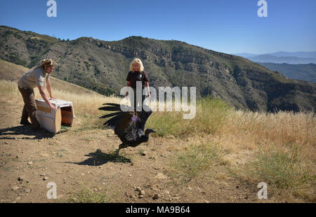 Condor Released at Hopper Mountain NWR. Service biologist Joseph Brandt and Beth Pratt, of the National Wildlife Federation, release condor #628.  The condor had completed treatment for lead contamination and was released back into her home range. Stock Photo