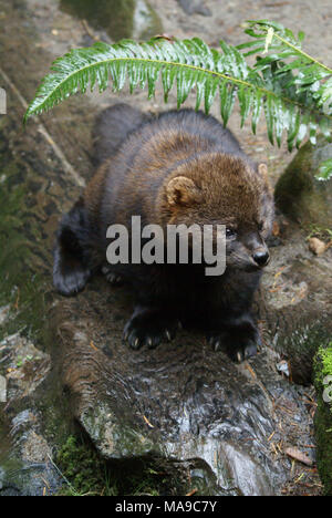 Fisher It Is A Medium Size Mammal Native To North America It Is A Member Of The Mustelid Family Commonly Referred To As The Weasel Family The Fisher Is Closely Related To But Larger Than The American Marten Martes Americana The Fisher Is A Forest