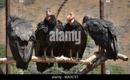 Four California Condors in Hopper Mountain Capture Facility. Four condors await medical evaluation at the condor capture facility at Hopper Mountain NWR. Stock Photo