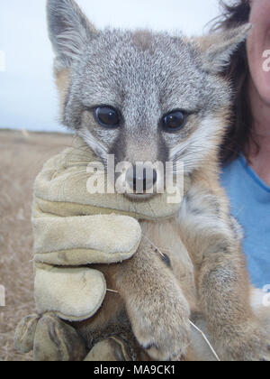 Island Fox Pup. There are 6 subspecies of island fox, each named for the specific Channel Island they inhabit. Four of the subspecies - San Miguel, Santa Barbara, Santa Rosa, and Santa Catalina island fox - were federally listed as endangered in 2004. Stock Photo