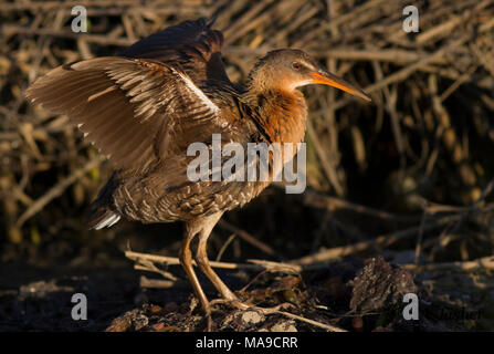 Light-footed clapper Rail. Stock Photo