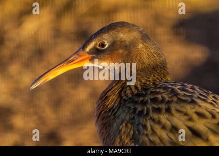 Light-footed clapper rail. Stock Photo