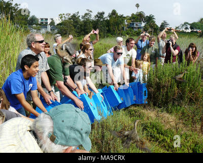 Light-footed clapper rails released. Fifteen endangered light-footed clapper rails were released to the wild July 19, 2011, at Buena Vista Lagoon, Oceanside, CA. Stock Photo