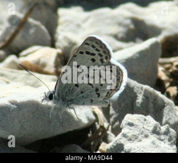 Mt Charleston Blue Butterfly on rock. The Mt. Charleston blue butterfly is a distinctive subspecies of the wider ranging Shasta blue butterfly (Plebejus shasta), which is a member of the Lycaenidae family.  The wingspan of the Mt. Charleston blue butterfly ranges from ¾ to one inch.  The upper side of males is dark to dull iridescent blue and females are brown with a blue overlay.  Their underside is gray, with a pattern of black spots, brown blotches and pale wing veins, which give it a mottled appearance.   The Mt. Charleston blue butterfly only occurs at high elevations (6,600 – 8,600 feet  Stock Photo