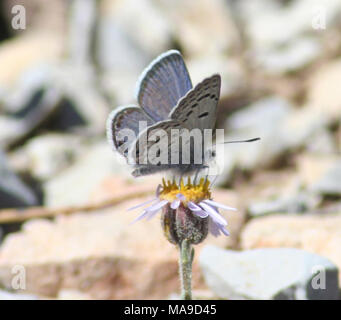 Mt Charleston Blue Butterfly. The Mt. Charleston blue butterfly is a distinctive subspecies of the wider ranging Shasta blue butterfly (Plebejus shasta), which is a member of the Lycaenidae family.  The wingspan of the Mt. Charleston blue butterfly ranges from ¾ to one inch.  The upper side of males is dark to dull iridescent blue and females are brown with a blue overlay.  Their underside is gray, with a pattern of black spots, brown blotches and pale wing veins, which give it a mottled appearance.   The Mt. Charleston blue butterfly only occurs at high elevations (6,600 – 8,600 feet above se Stock Photo