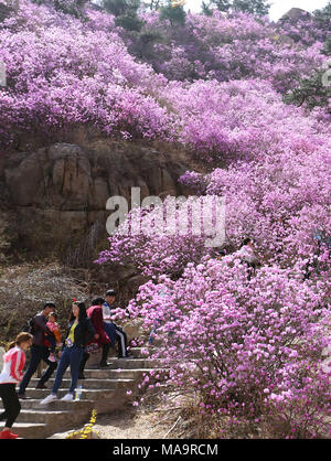 Qingdao, China's Shandong Province. 31st Mar, 2018. Tourists walk past azalea flowers on the Dazhu mountain in Qingdao, east China's Shandong Province, March 31, 2018. Credit: Zhang Jingang/Xinhua/Alamy Live News Stock Photo