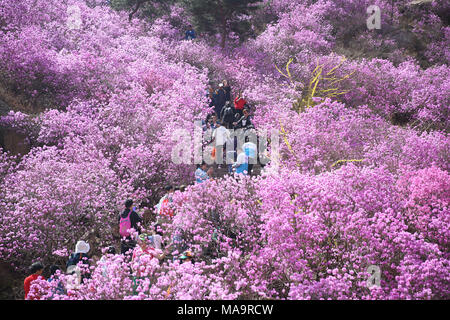 Qingdao, China's Shandong Province. 31st Mar, 2018. Tourists walk past azalea flowers on the Dazhu mountain in Qingdao, east China's Shandong Province, March 31, 2018. Credit: Zhang Jingang/Xinhua/Alamy Live News Stock Photo