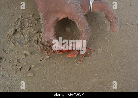 Mandarmani , West Bengal, India. 30th March 2018. Red Crab at Mandarmani. Primarily at confluence of Jalda river at Bay of Bengal known as Mohana.s Credit: Rupa Ghosh/Alamy Live News. Stock Photo