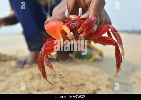 Mandarmani , West Bengal, India. 30th March 2018. Red Crab at Mandarmani. Primarily at confluence of Jalda river at Bay of Bengal known as Mohana.s Credit: Rupa Ghosh/Alamy Live News. Stock Photo