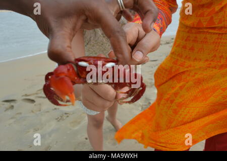 Mandarmani , West Bengal, India. 30th March 2018. Red Crab at Mandarmani. Primarily at confluence of Jalda river at Bay of Bengal known as Mohana.s Credit: Rupa Ghosh/Alamy Live News. Stock Photo