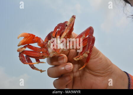 Mandarmani , West Bengal, India. 30th March 2018. Red Crab at Mandarmani. Primarily at confluence of Jalda river at Bay of Bengal known as Mohana.s Credit: Rupa Ghosh/Alamy Live News. Stock Photo