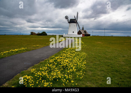 Lytham St Annes, LancashireLytham St Annes, Lancashire, UK, 31 Mar 2018. Daffodils at Lytham Windmill as clouds threaten with rain at Lytham St Annes, Lancashire. Credit: John Eveson/Alamy Live News Stock Photo