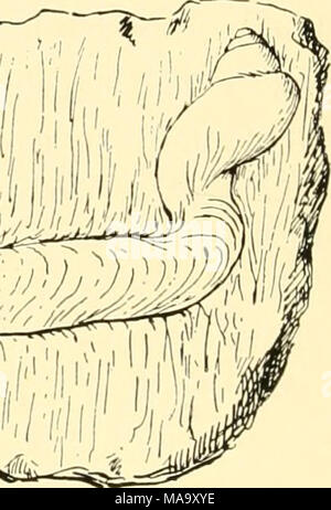 . Ecological animal geography; an authorized, rewritten edition based on Tiergeographie auf ockologischer grundlage . Fig. 15.—Magilus antiquus with the coral limestone cuti away to show the shell, which is filled with calcium carbonate to the dotted line. and have few representatives in polar waters. Animals which deposit large amounts of lime are also absent in deep seas; serpulids, for example, are wanting, and the deep-sea sea urchins are forms with a soft shell (Echinothuridae). This constitutes an important factor in the distribution of marine animals.6 Murray7 has pointed out that the c Stock Photo