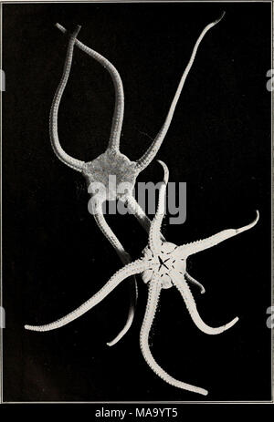 . Echinoderms of Connecticut . PLATE XV. Ophiura brevispina, ( Twice natural size.) Oral and aboral surfaces of dried specimens. The fragile tips of several of the rays have been broken off, and the lower figure shows one ray in process of regen- eration. Stock Photo