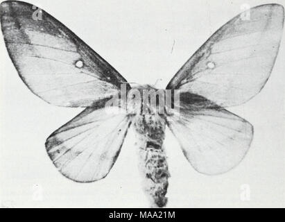 . Eastern forest insects . COURTESY OF DUKE UNIV. SCH.OF FOREST. Figure 109.—Adult of the pink-striped oakworm, Anisota virgitvi^nsis. most likely to occur in the South. The moth (fig. 110A) has a woolly body and a wingspan of 37 to 50 mm. The body is yellow on top and rose-pink beneath. The forewing is rose-pink on the inner and outer borders with a yellow band between. The hind- wings are either pure yellow, or yellow with rose-pink streaks. Full-grown larvae ( fig. HOB), have cherry-red heads, pale yel- low-green bodies and are about 37 mm. long. The body also has seven dark green or nearl Stock Photo