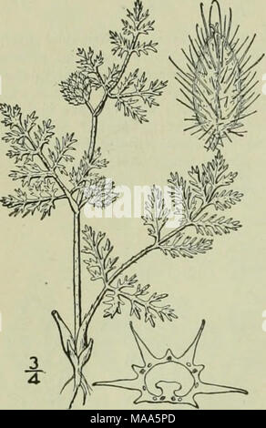 . An illustrated flora of the northern United States, Canada and the British possessions : from Newfoundland to the parallel of the southern boundary of Virginia and from the Atlantic Ocean westward to the 102nd meridian . I, Torilis nodosa (L.J Gaertn. Knotted Hedge- Parsley. Fig. 3105. Tonlylium nodosum L. Sp. PI. 240. 1753. Caucalis nodosa Huds. Fl. Angl. Ed. 2, 114. 1778. Torilis nodosa Gaertn. Fruct. &amp; Sem. i : 82. fl. 20. f. 6. Decumbent and spreading, branched at the base, the branches 6'-i2' long. Leaves bipinnate, the segments linear-oblong, acute, entire or dentate; umbels sessil Stock Photo
