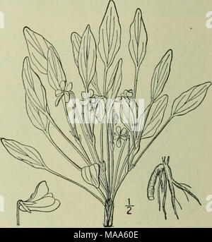 . An illustrated flora of the northern United States, Canada and the British possessions : from Newfoundland to the parallel of the southern boundary of Virginia and from the Atlantic Ocean westward to the 102nd meridian . 35. Viola hastata Michx. Halberd- or Spear-leaved Yellow Violet. Fig- 2957- Vwla hastata Michx. Fl. Bor. Am. 2: 149. 1803. Slightly puberulent; stem slender, 4-10' high, from a long white brittle horizontal root- stock ; stem-leaves 2-4, near the summit, hal- berd-shaped with rounded basal lobes, nar- rowly lanceolate above; or sometimes ovate- lanceolate and subcordate; rad Stock Photo